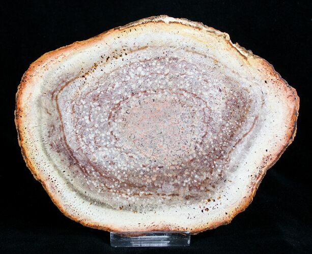 Petrified Tree Fern Wood Slab - Brazil #3272